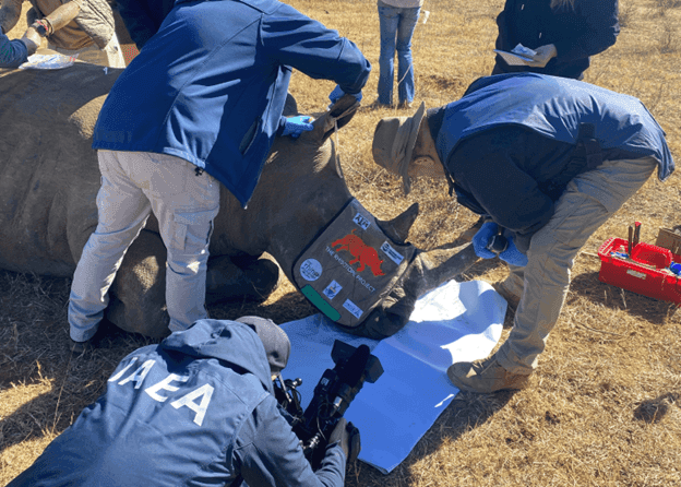 IAEA program uses radioisotopes to protect rhinos