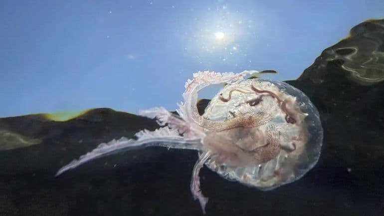 Jellyfish shut down Gravelines