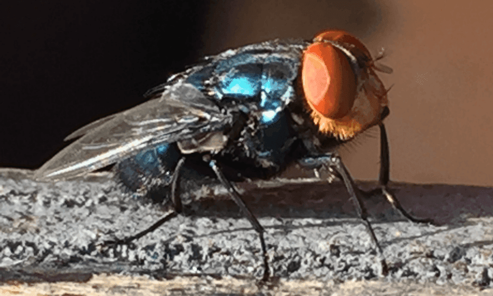 Partners work to combat the New World Screwworm