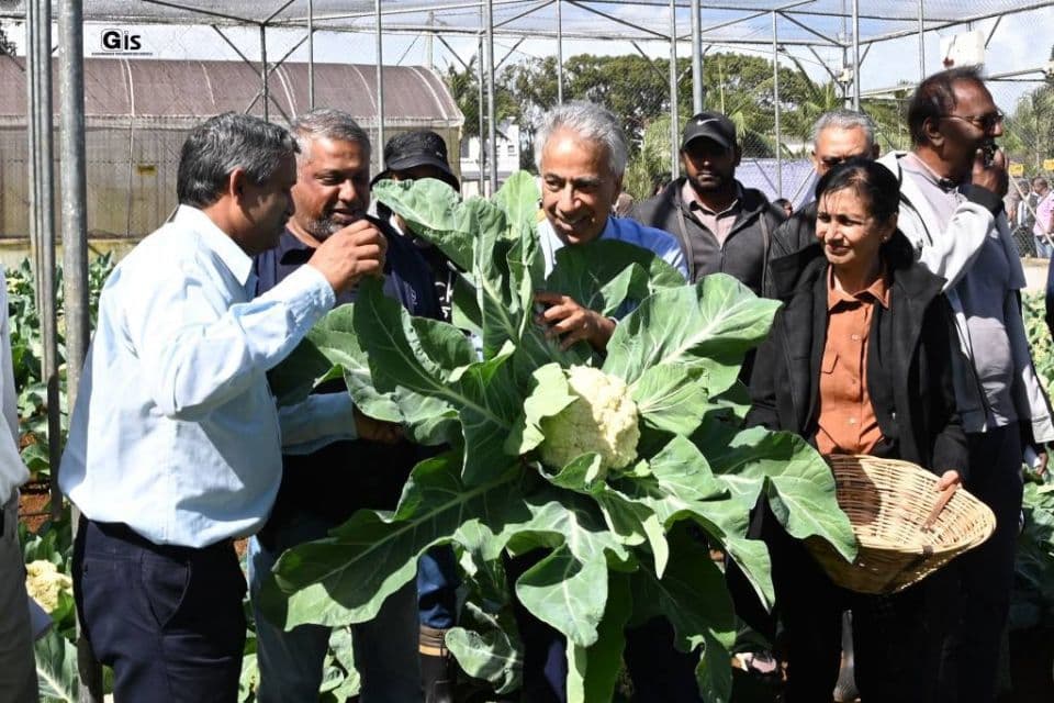 Disease-resistant cauliflower created through nuclear science