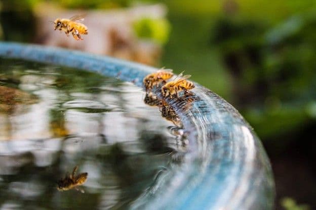 IAEA applies nuclear science to help beekeeping industry in Chile