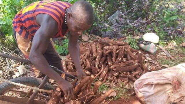 IAEA looks at nuclear techniques for crop resilience
