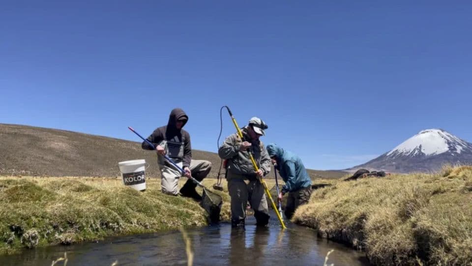 IAEA scientists help rainbow trout farmers in Latin America