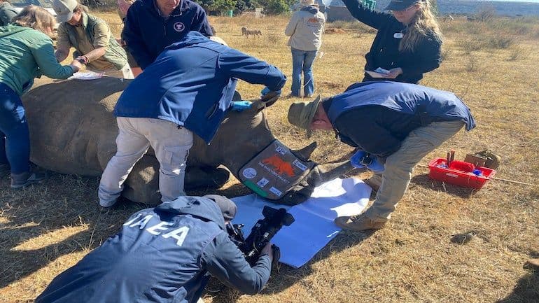 IAEA support for rhino protection