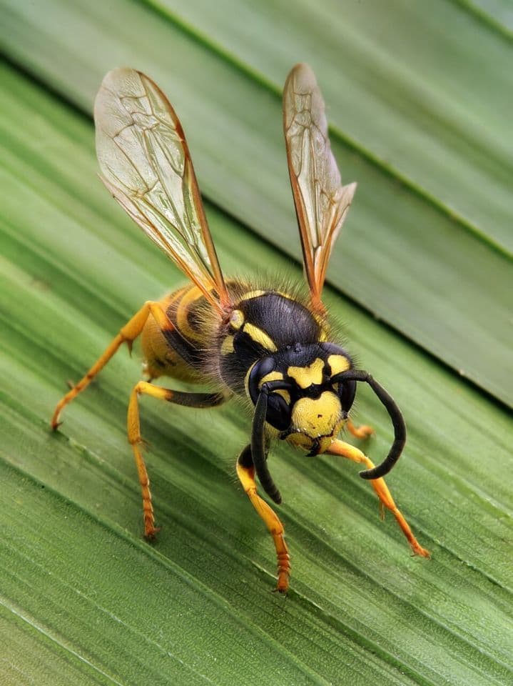 No impact from Savannah River radioactive wasps
