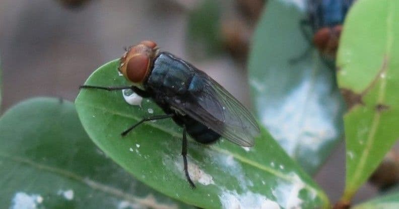 The battle against New World screwworm continues